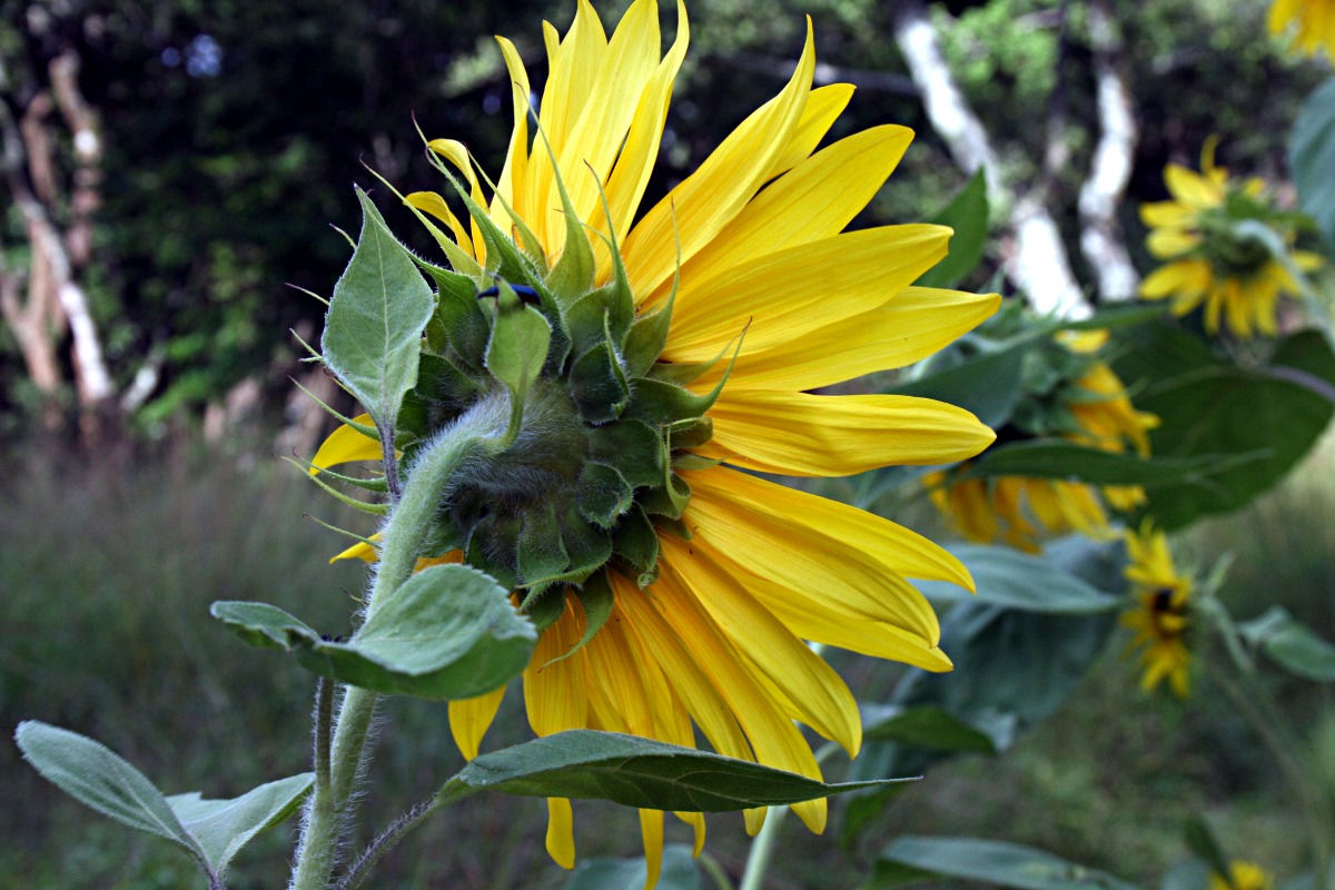 Helianthus annuus