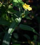 Lipotriche scandens subsp. madagascariensis
