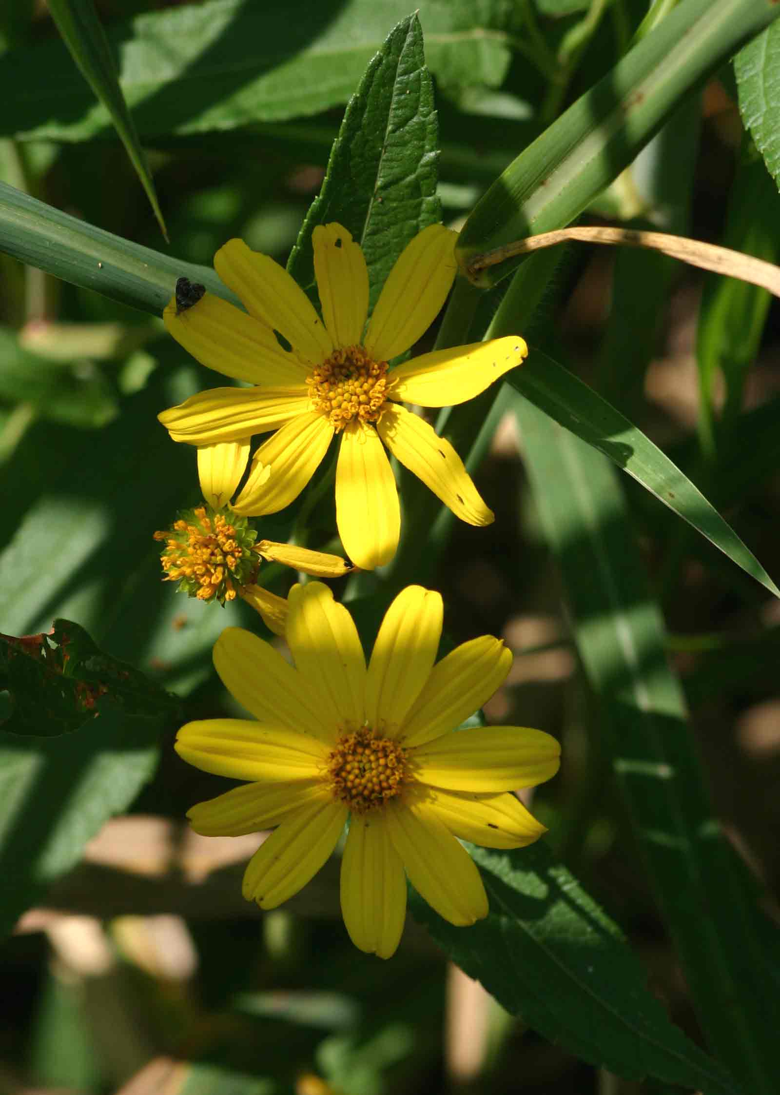 Lipotriche scandens subsp. madagascariensis