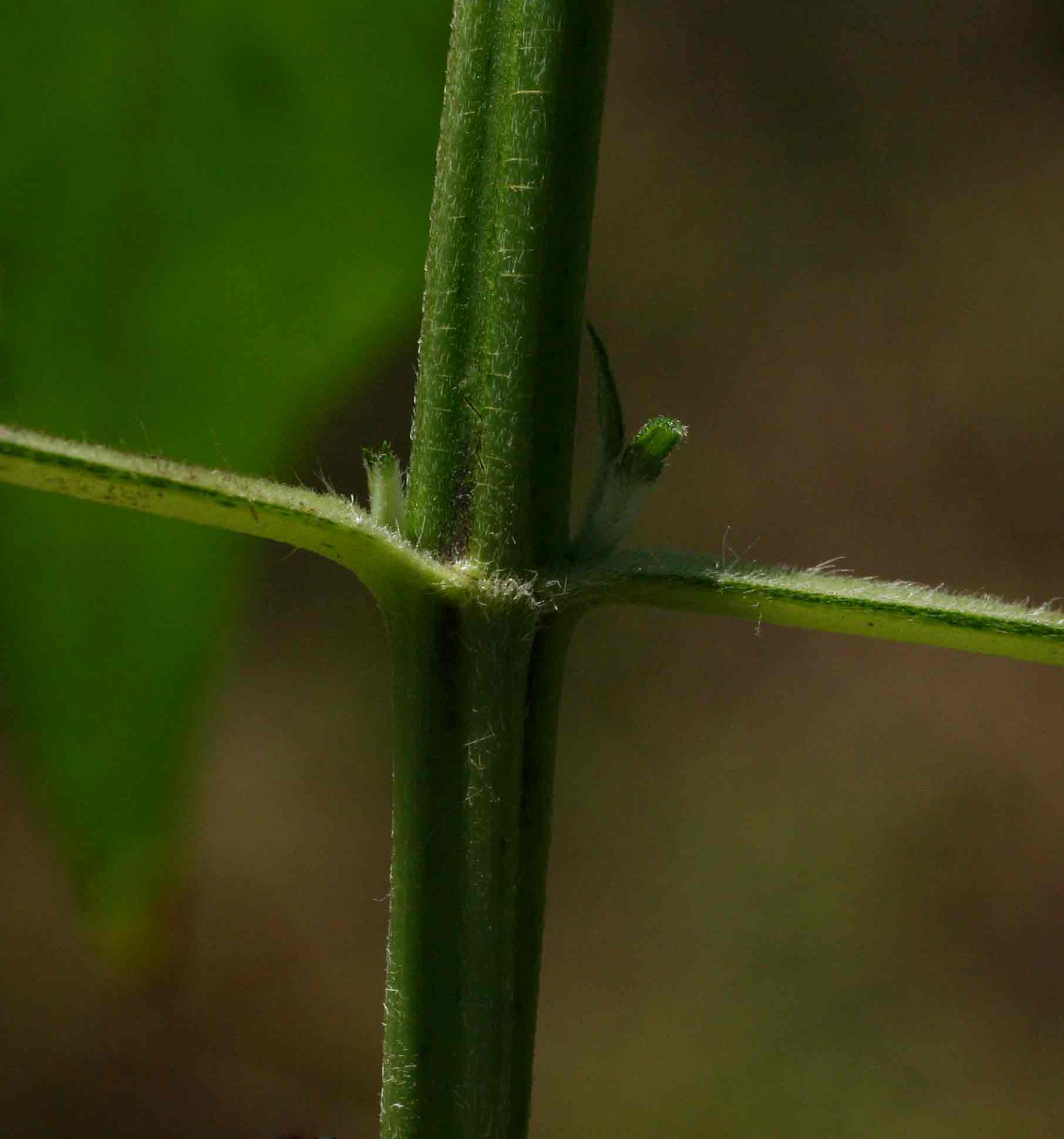 Lipotriche scandens subsp. madagascariensis