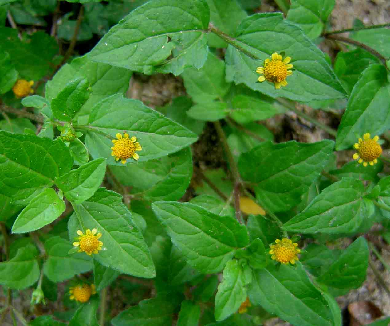 Acmella caulirhiza