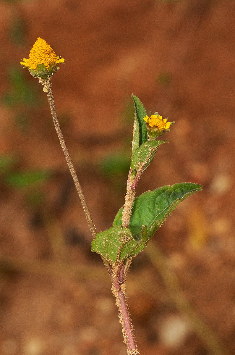 Acmella caulirhiza