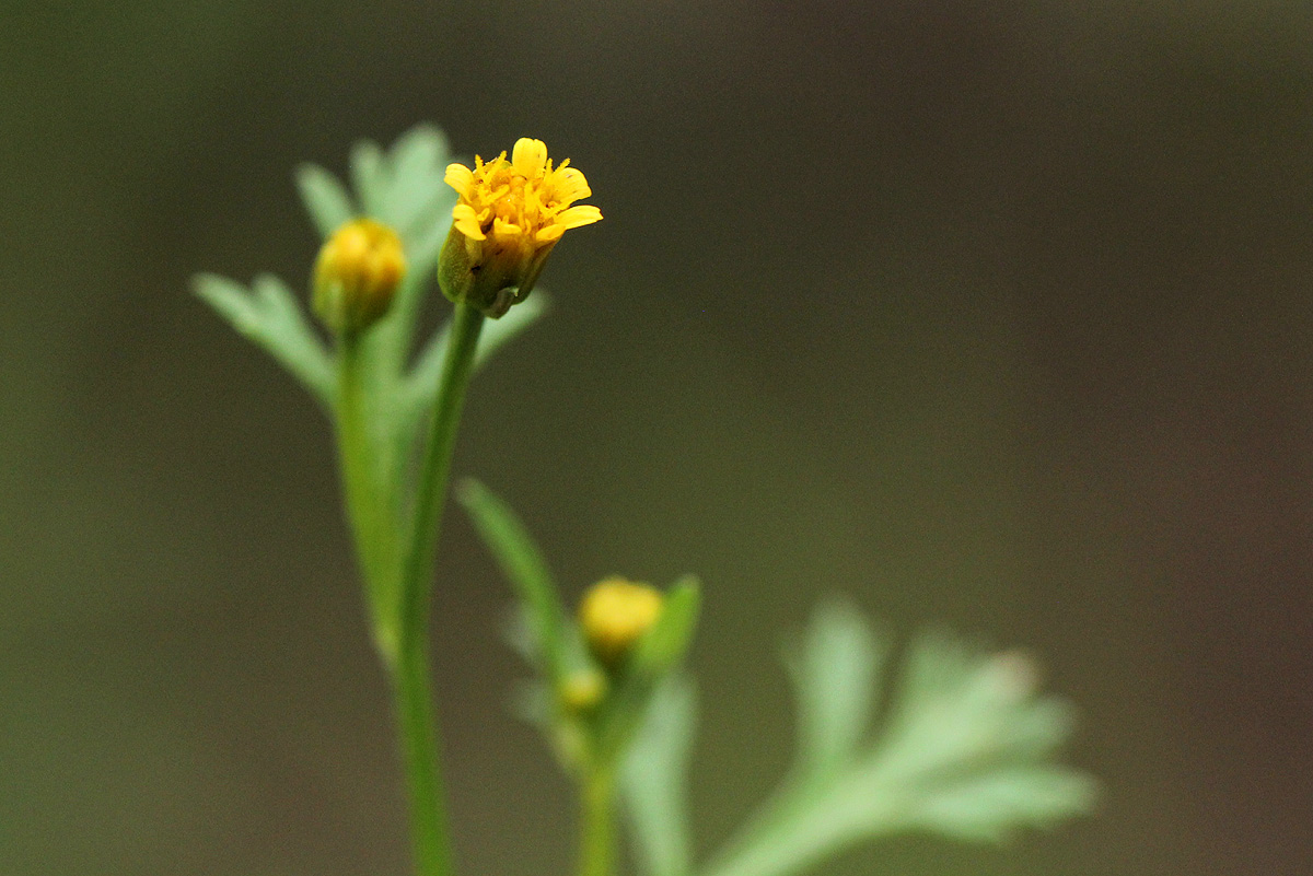 Chrysanthellum indicum subsp. afro-americanum