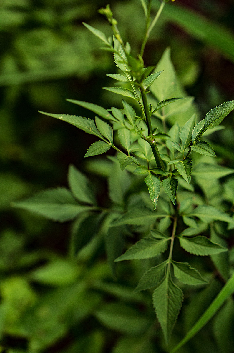 Bidens biternata Bidens biternata