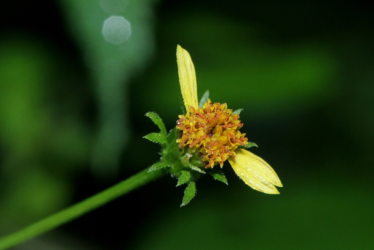 Bidens biternata