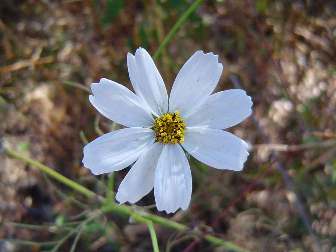 Cosmos bipinnatus
