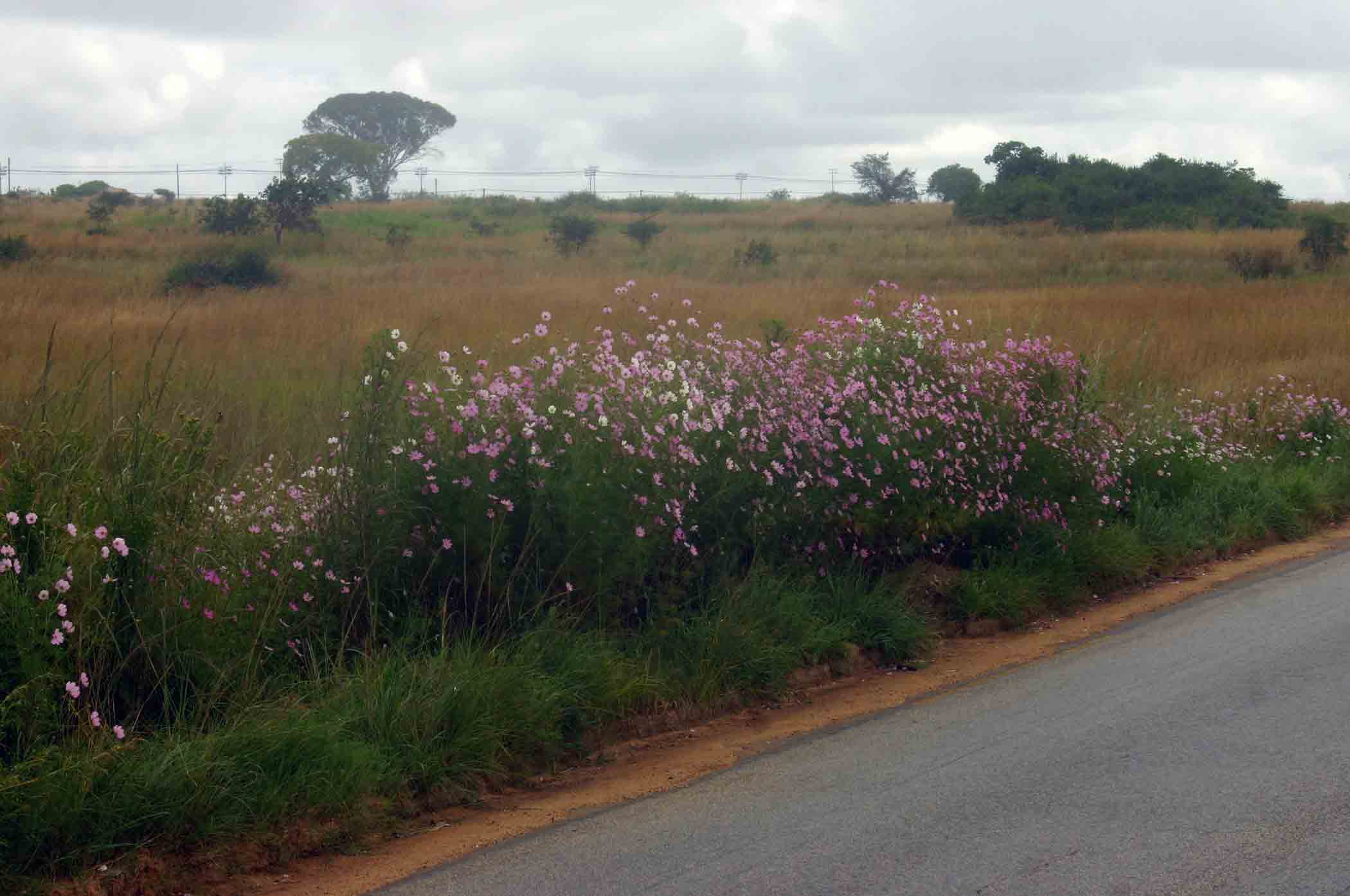 Cosmos bipinnatus Cosmos bipinnatus