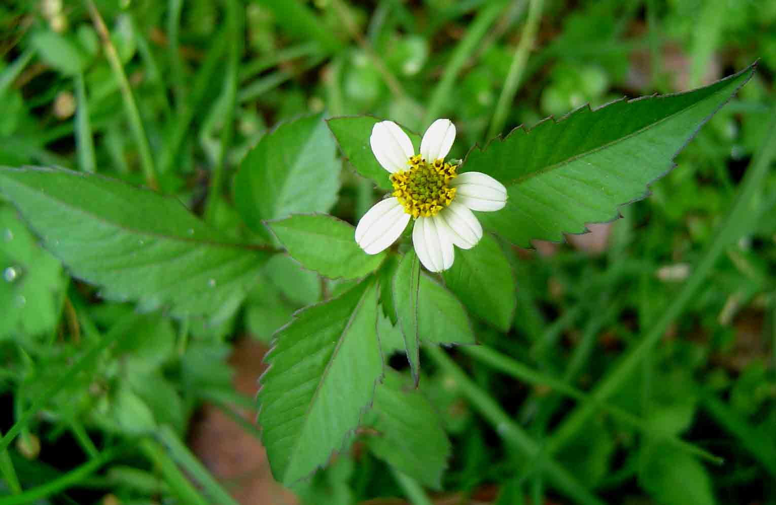 Bidens pilosa Bidens pilosa