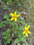 Bidens schimperi