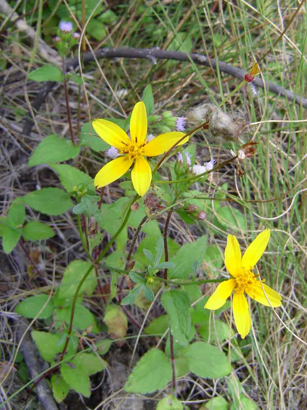 Bidens schimperi Bidens schimperi