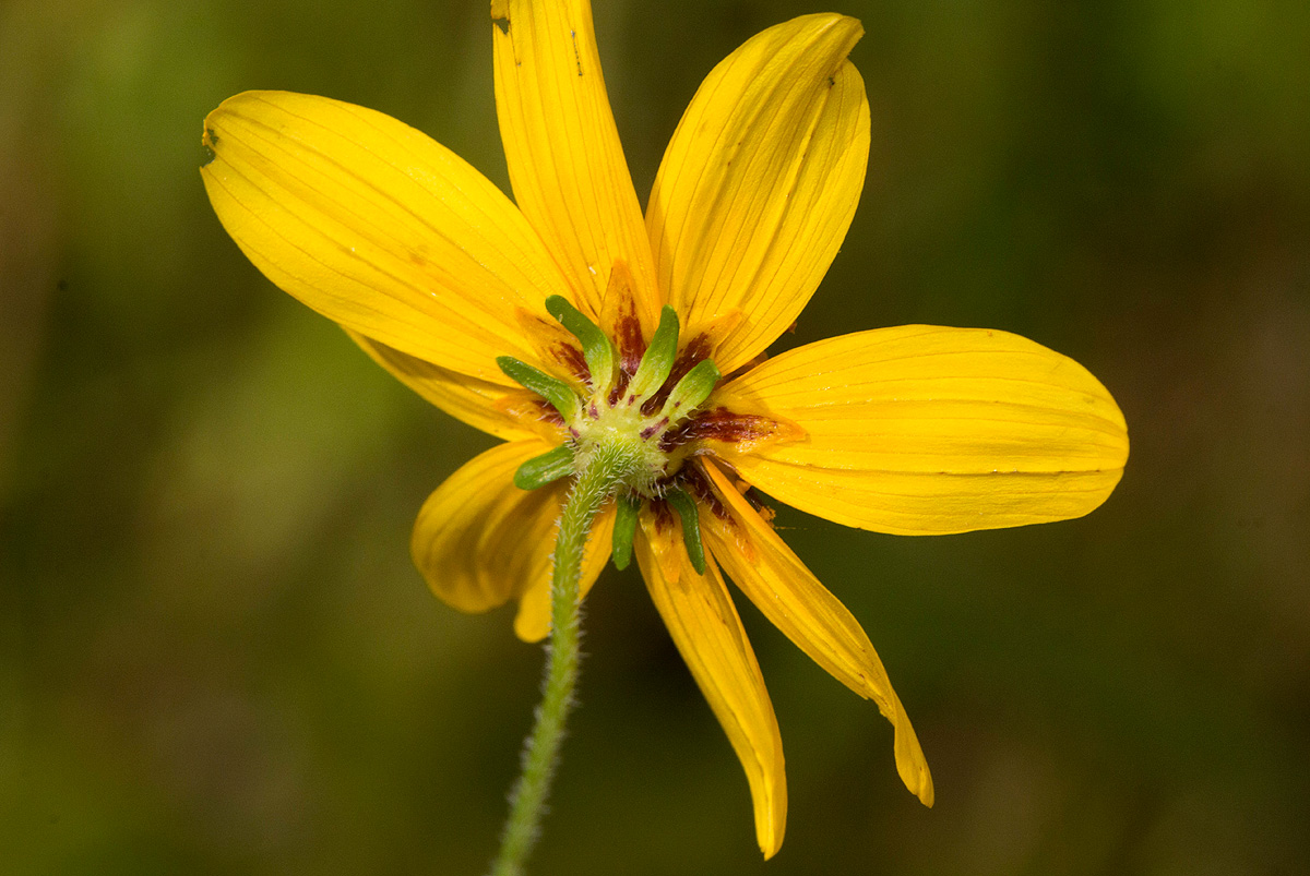 Bidens schimperi