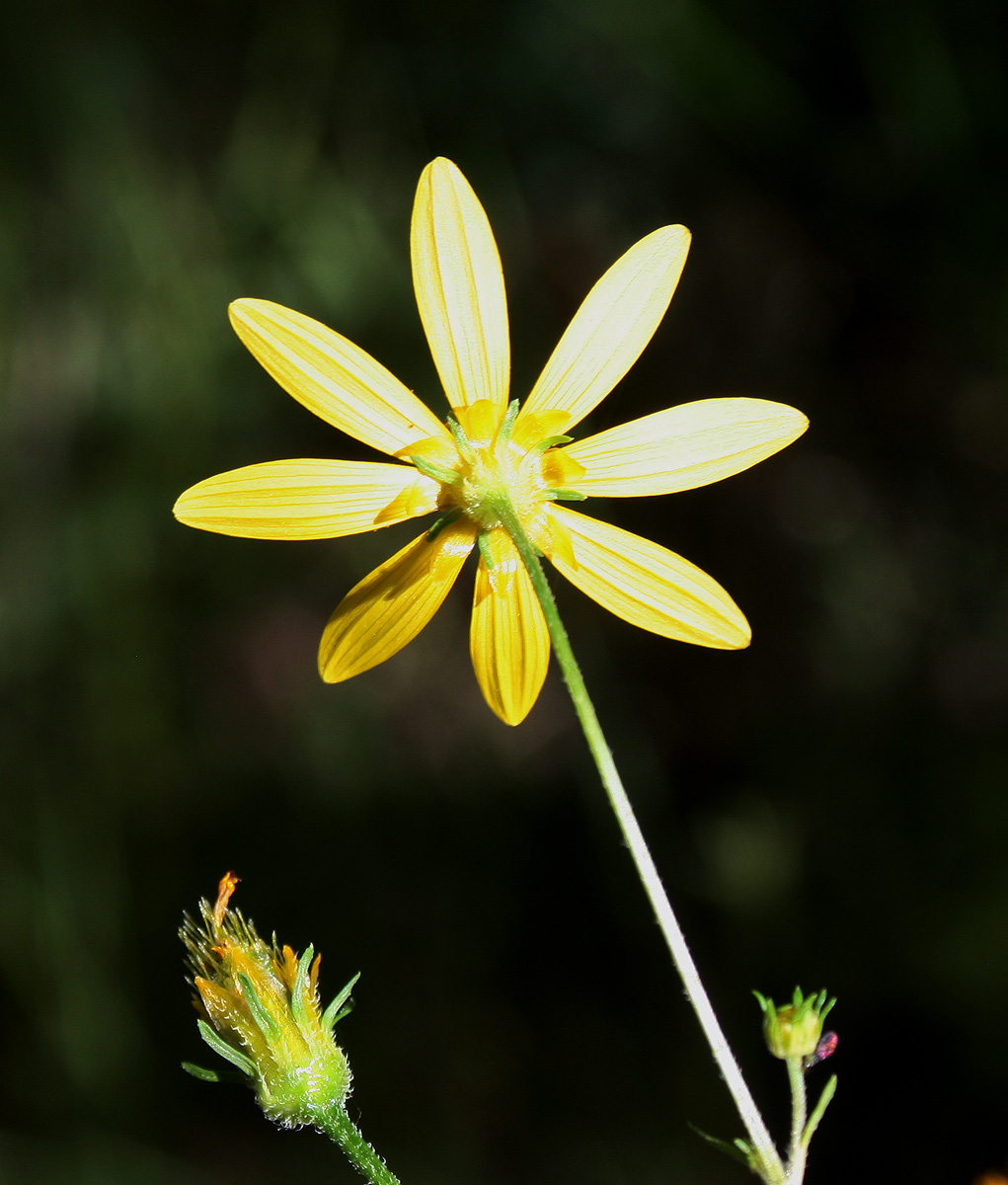 Bidens schimperi