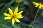 Bidens schimperi