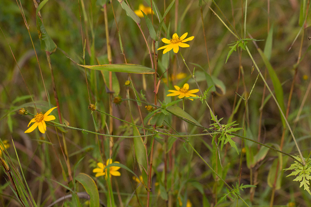 Bidens schimperi