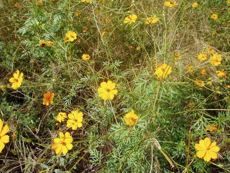 Cosmos sulphureus