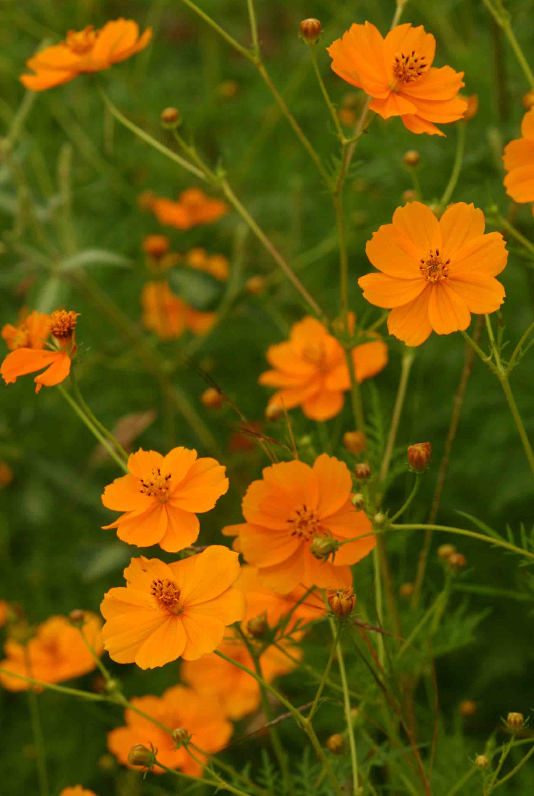 Cosmos sulphureus