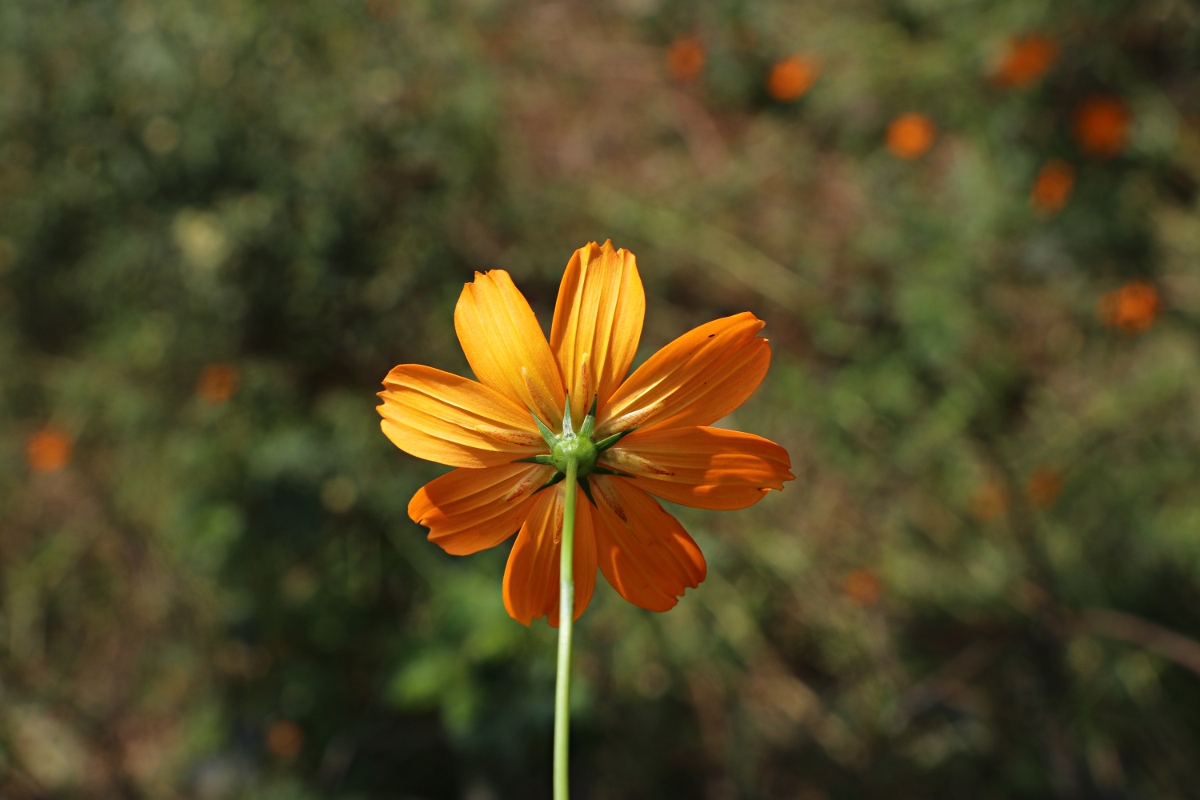 Cosmos sulphureus