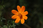 Cosmos sulphureus
