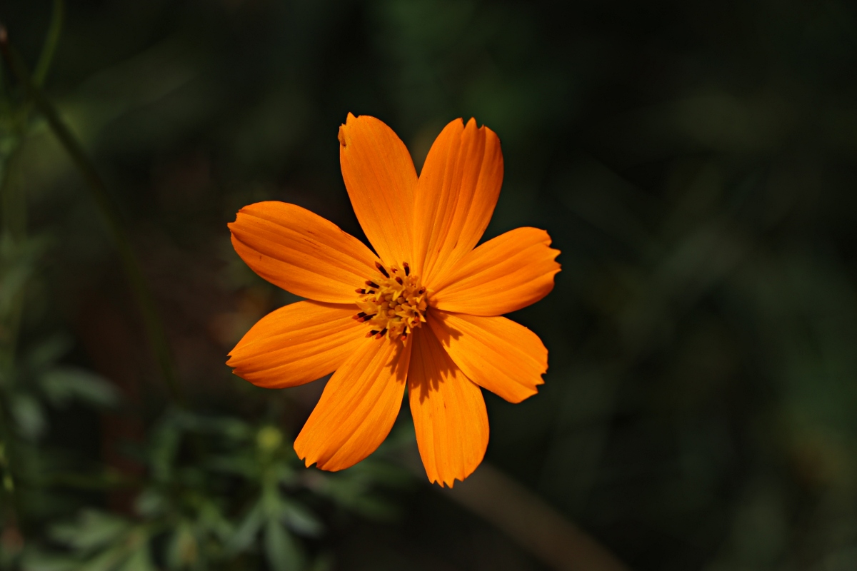 Cosmos sulphureus