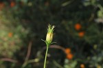 Cosmos sulphureus