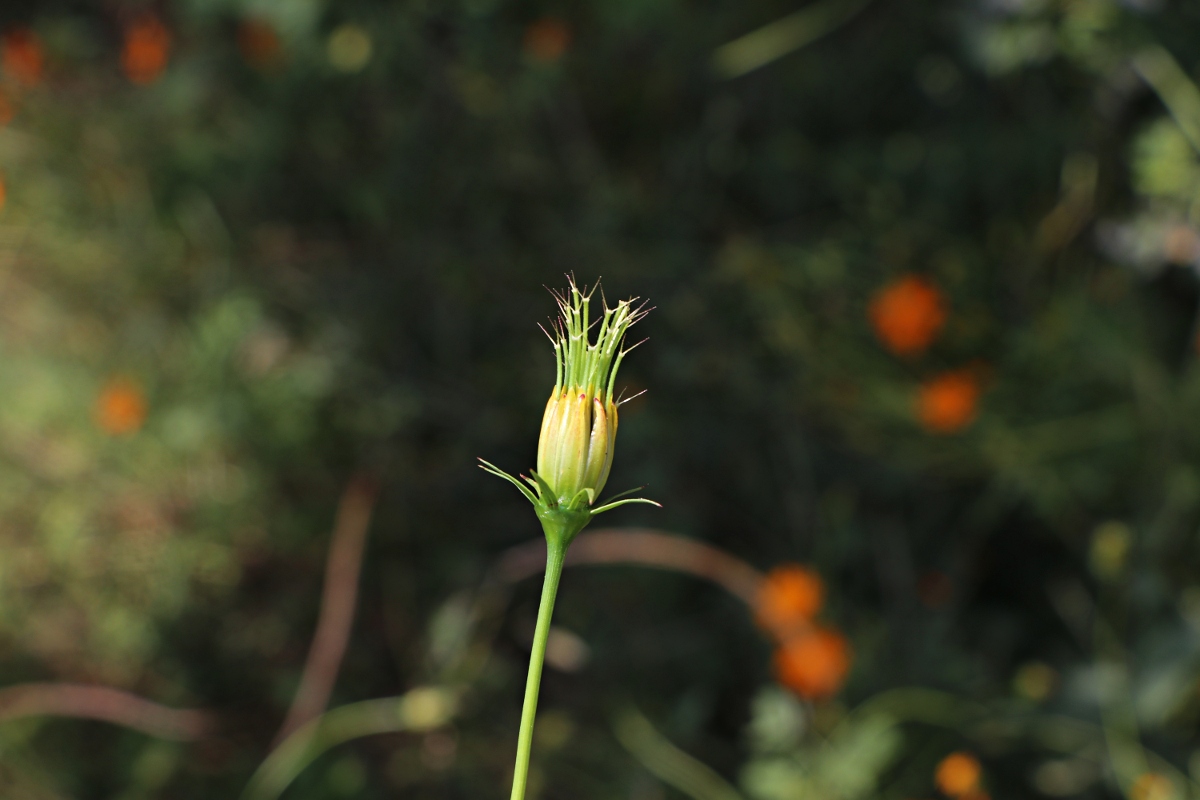 Cosmos sulphureus