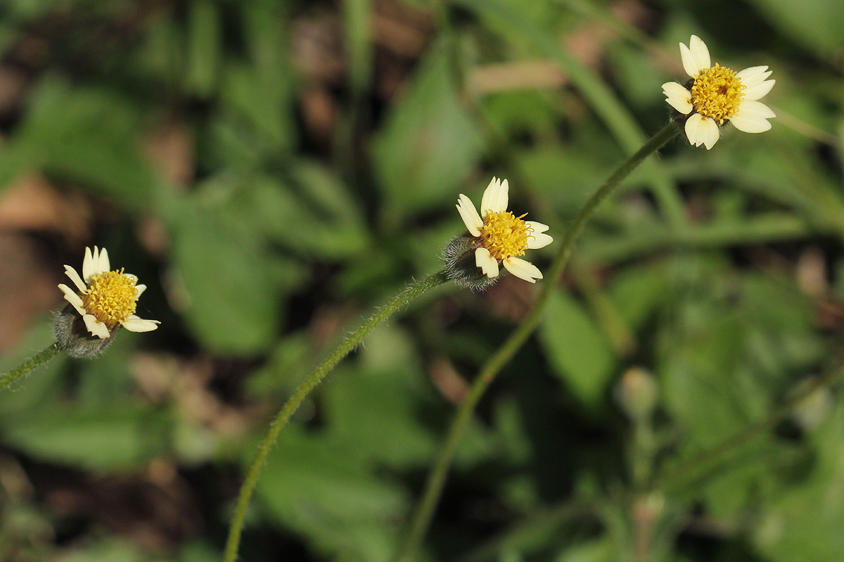 Tridax procumbens