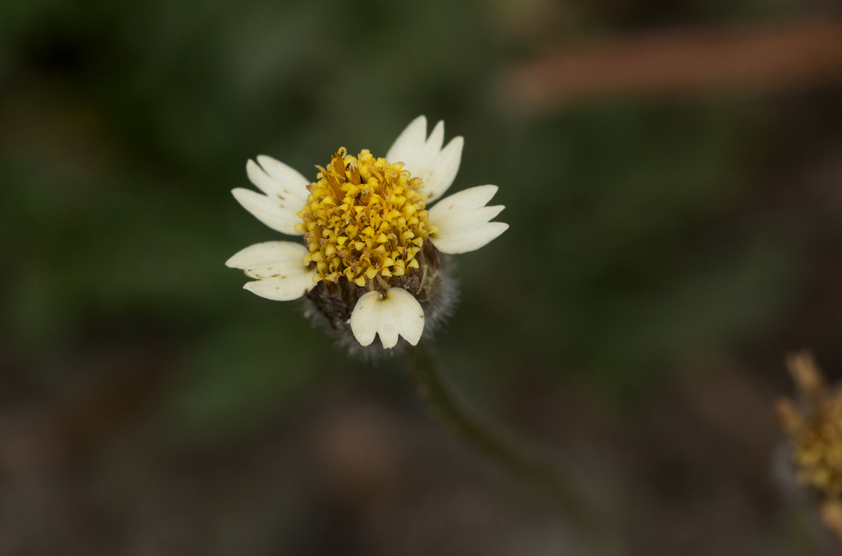 Tridax procumbens