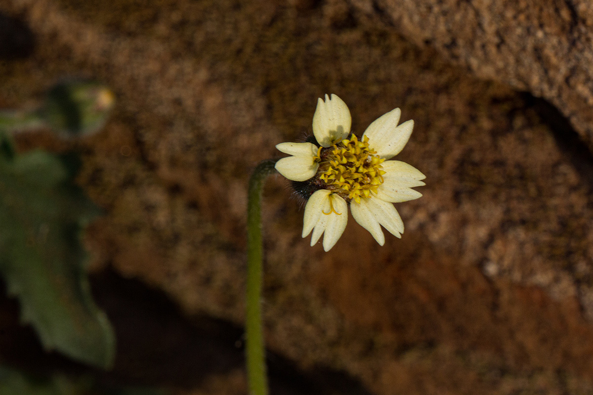 Tridax procumbens Tridax procumbens