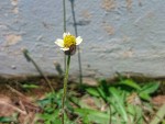 Tridax procumbens