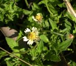 Tridax procumbens