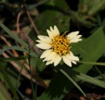 Tridax procumbens