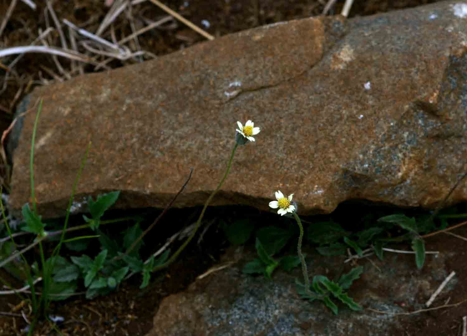 Tridax procumbens