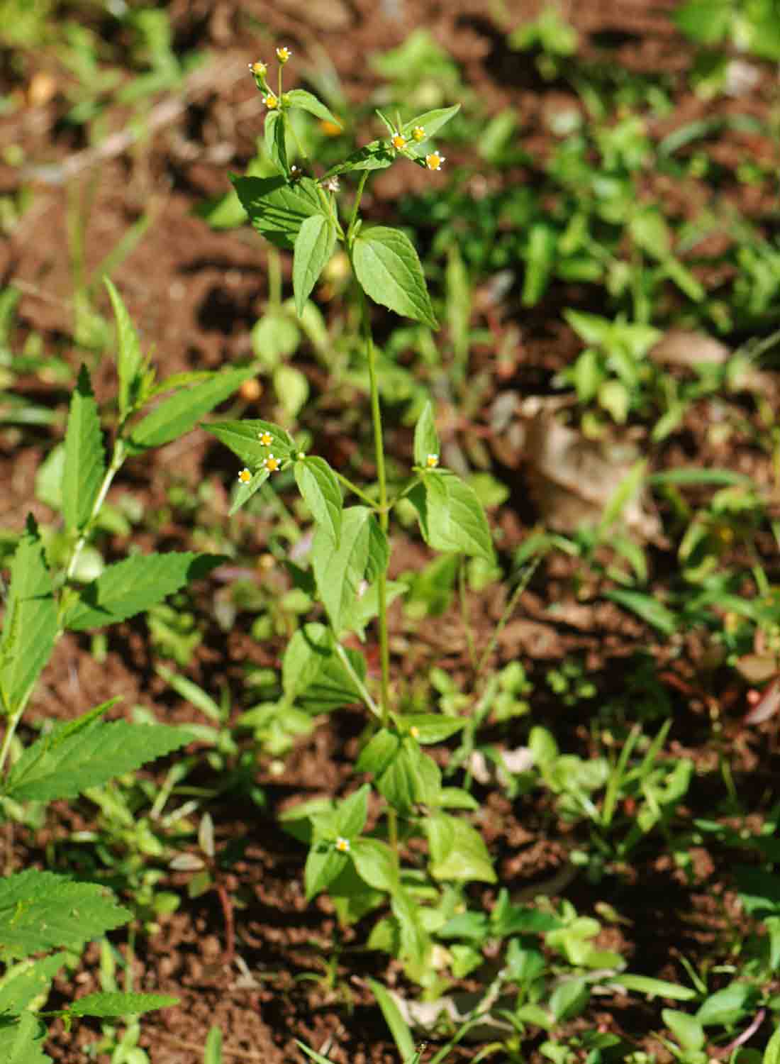 Galinsoga parviflora Galinsoga parviflora
