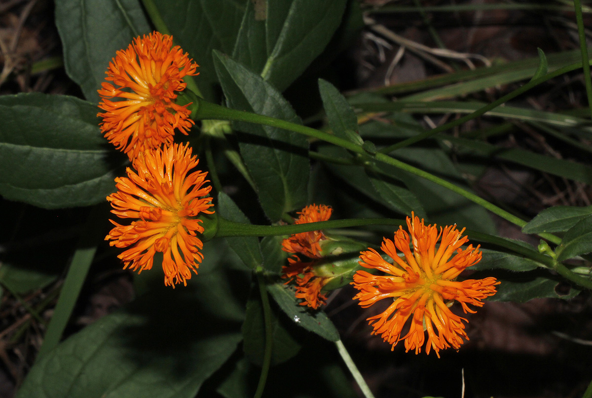 Hypericophyllum compositarum