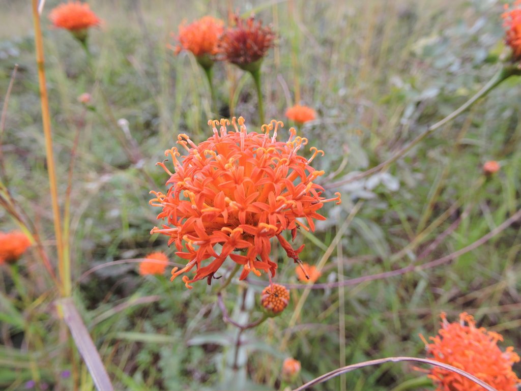 Hypericophyllum compositarum Hypericophyllum compositarum