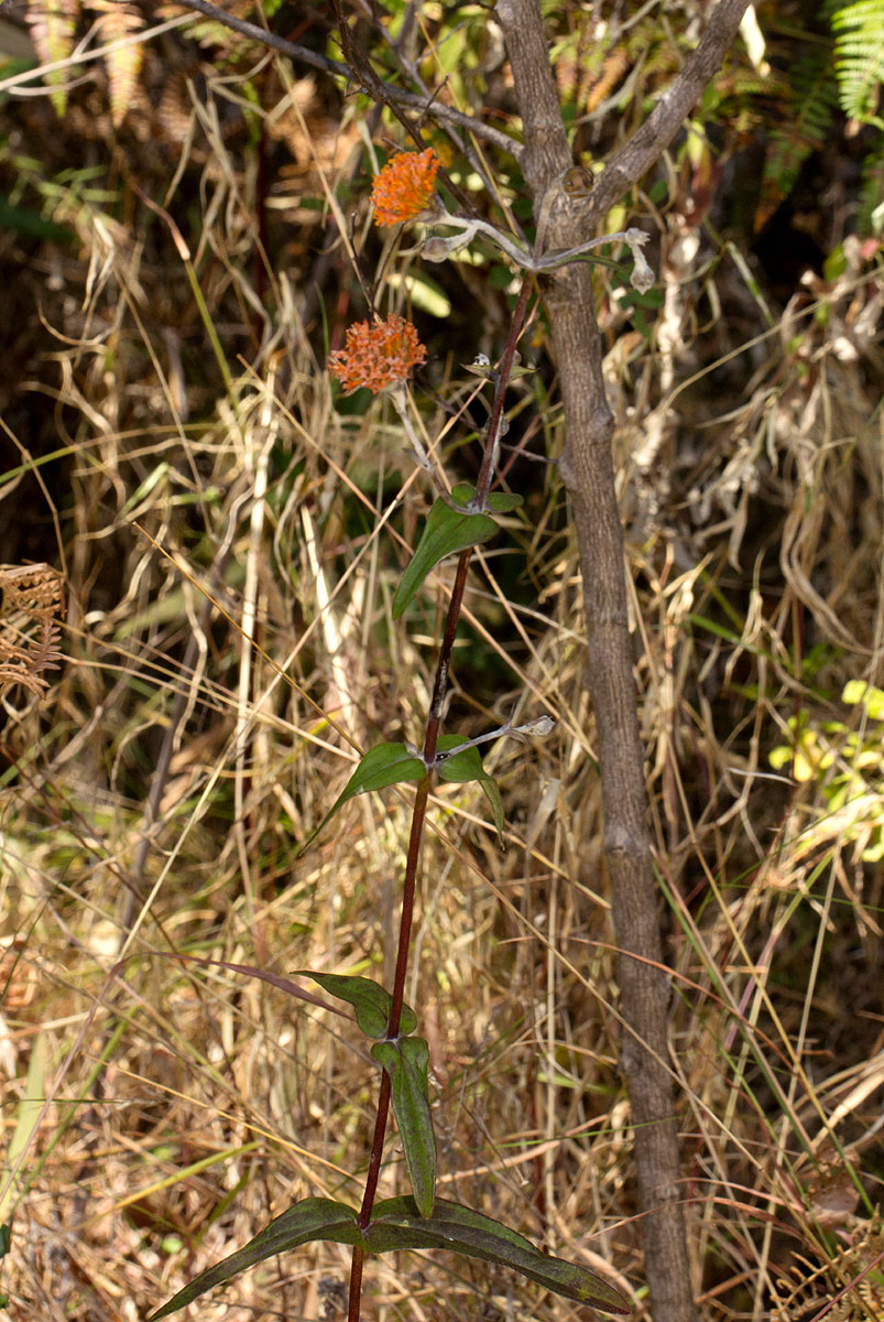 Hypericophyllum compositarum
