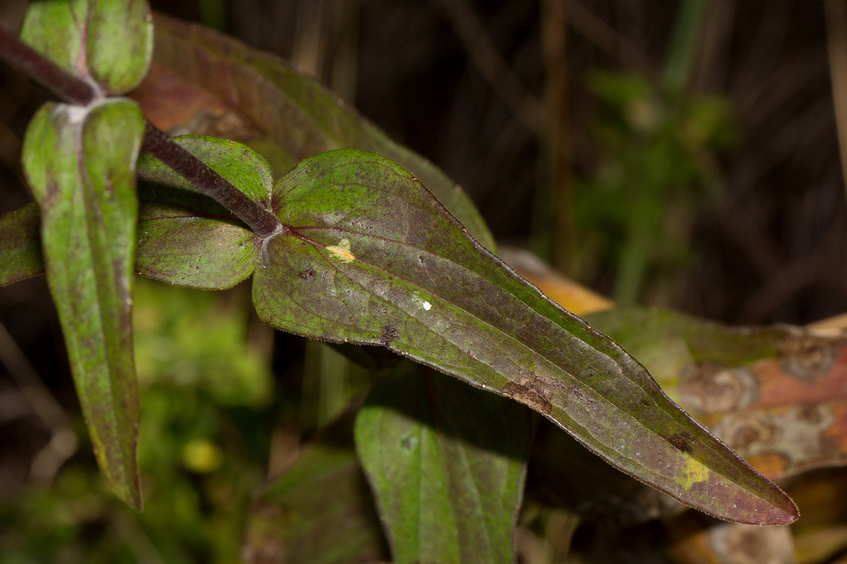 Hypericophyllum compositarum