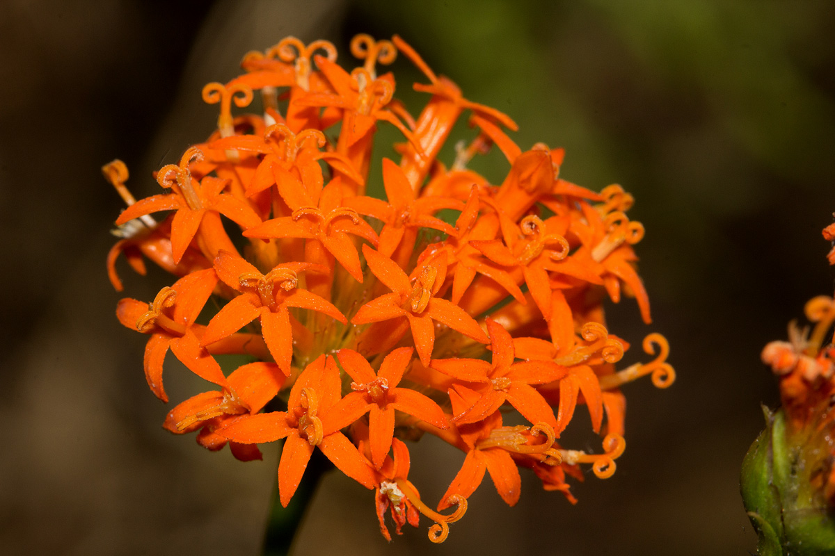 Hypericophyllum compositarum