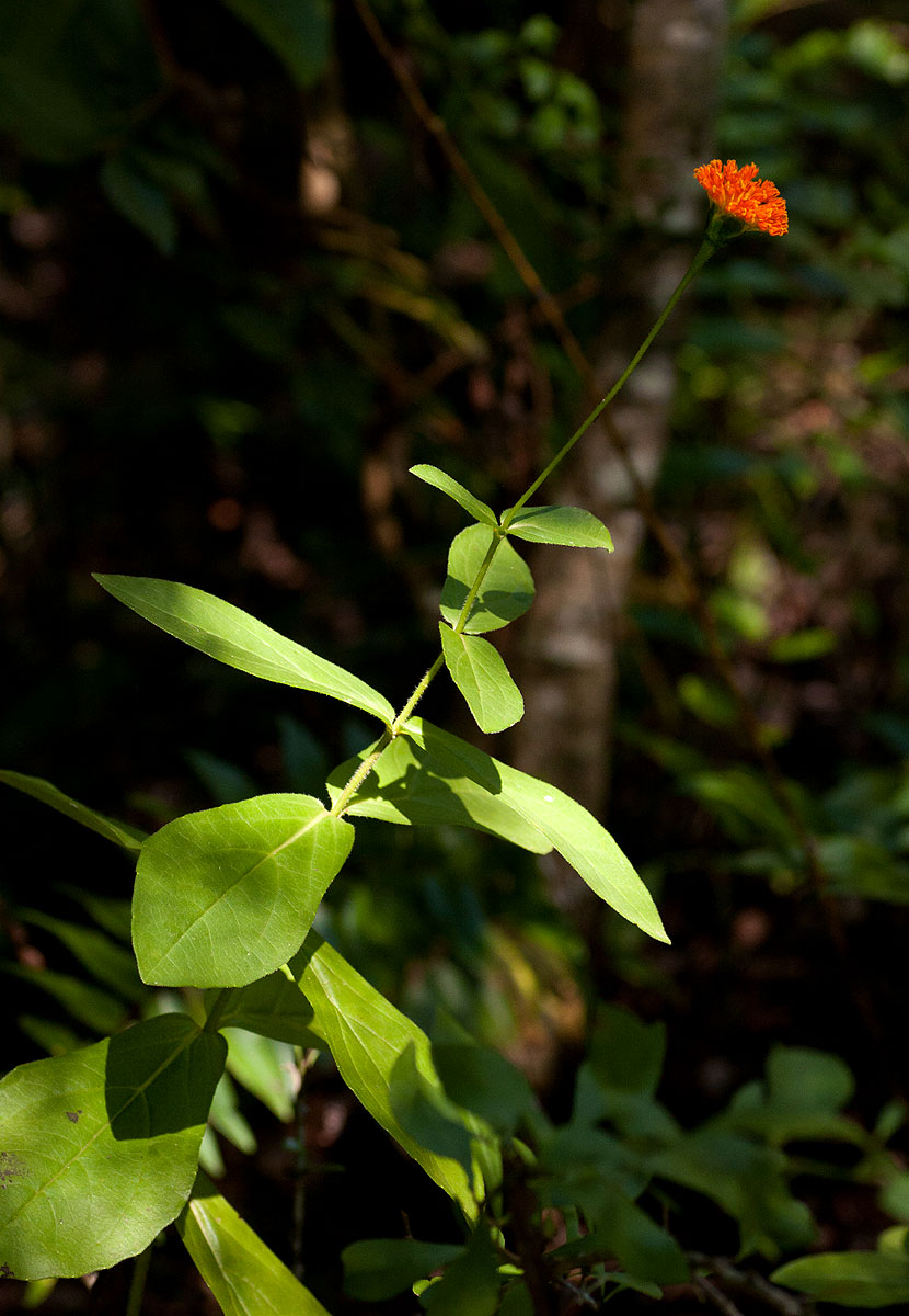 Hypericophyllum compositarum