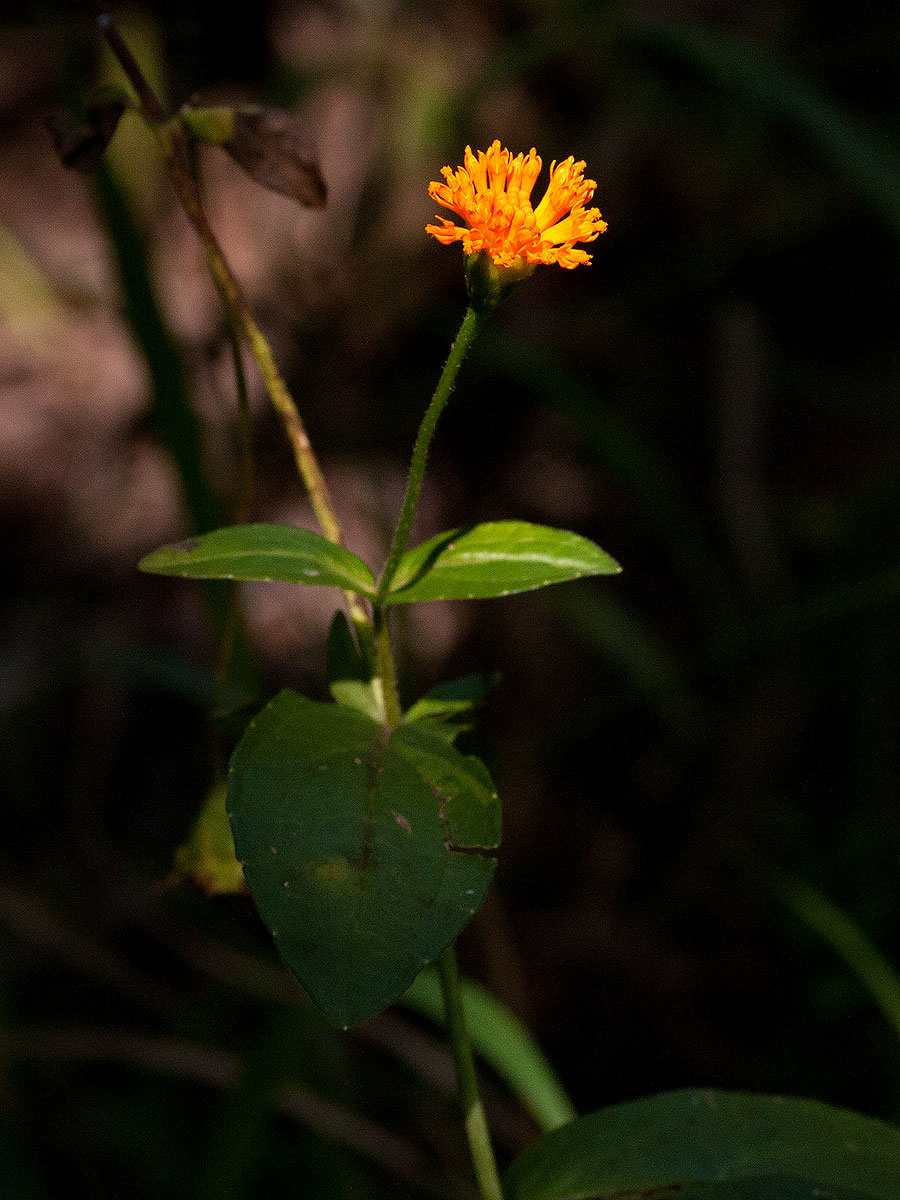 Hypericophyllum compositarum