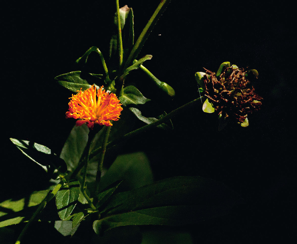 Hypericophyllum compositarum