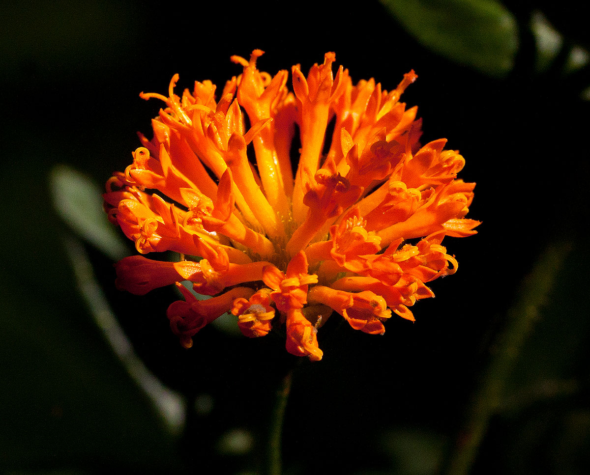 Hypericophyllum compositarum Hypericophyllum compositarum