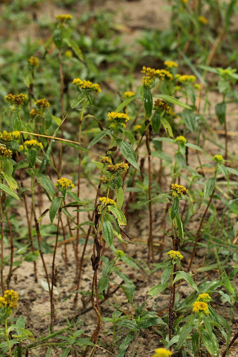 Flaveria trinervia Flaveria trinervia
