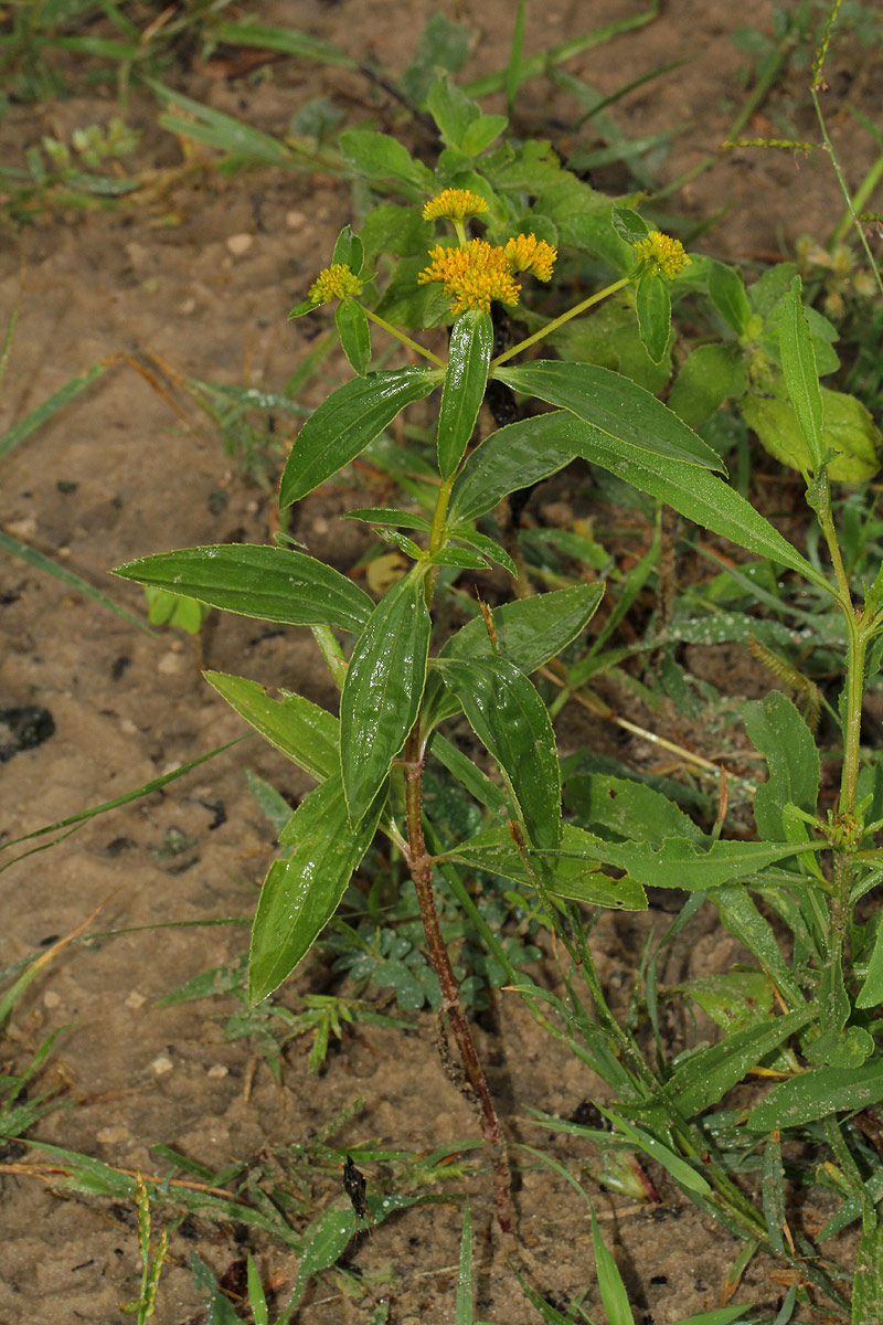 Flaveria trinervia Flaveria trinervia