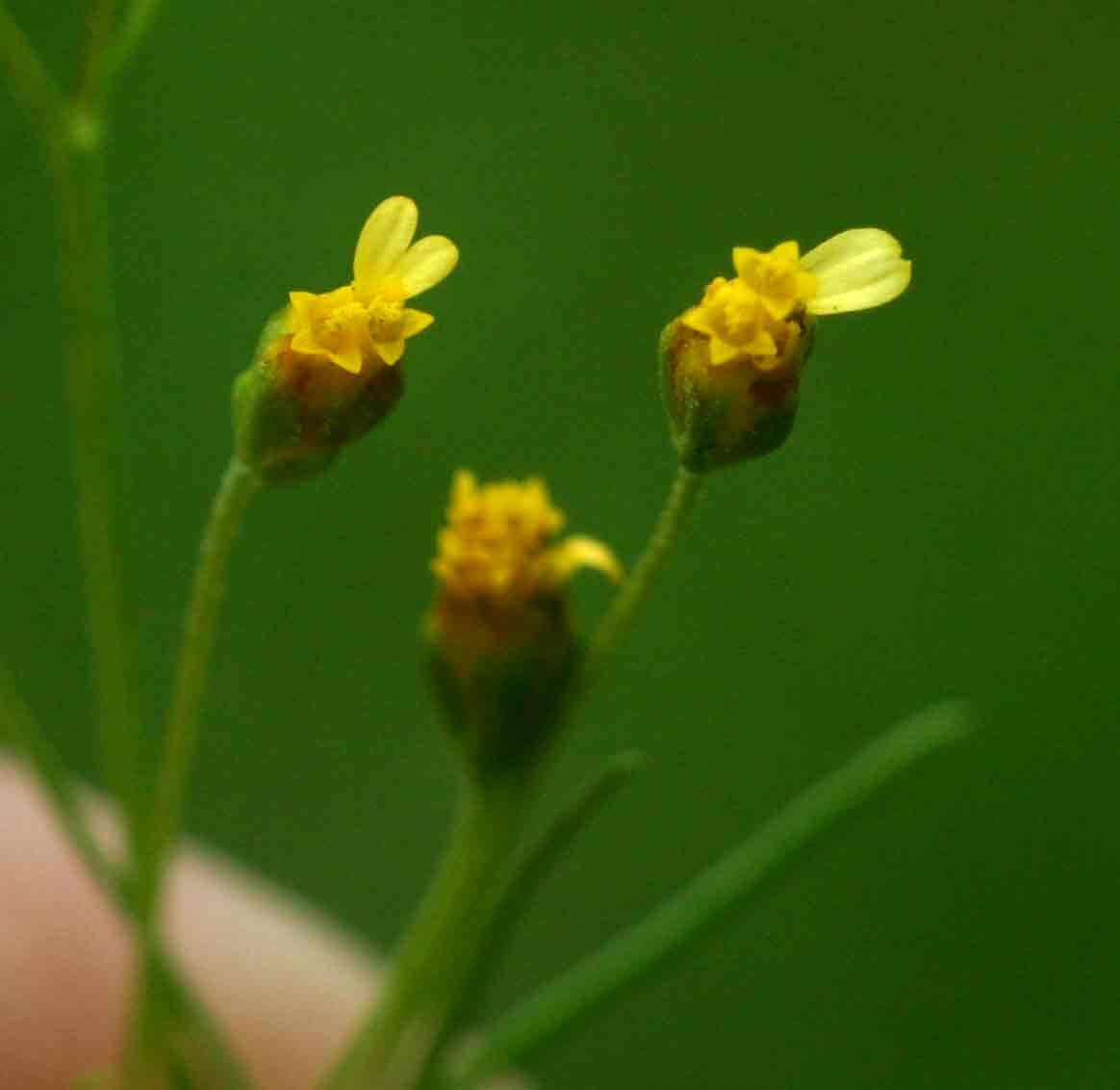 Schkuhria pinnata