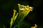 Tagetes minuta