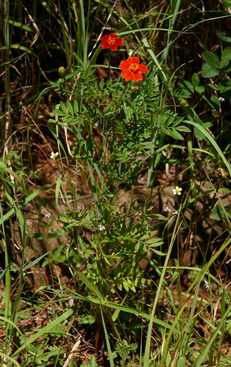 Tagetes patula