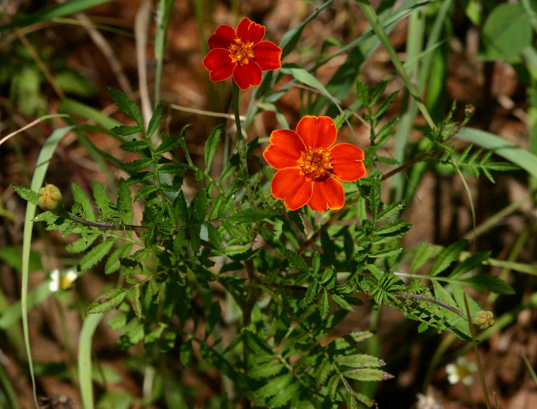 Tagetes patula