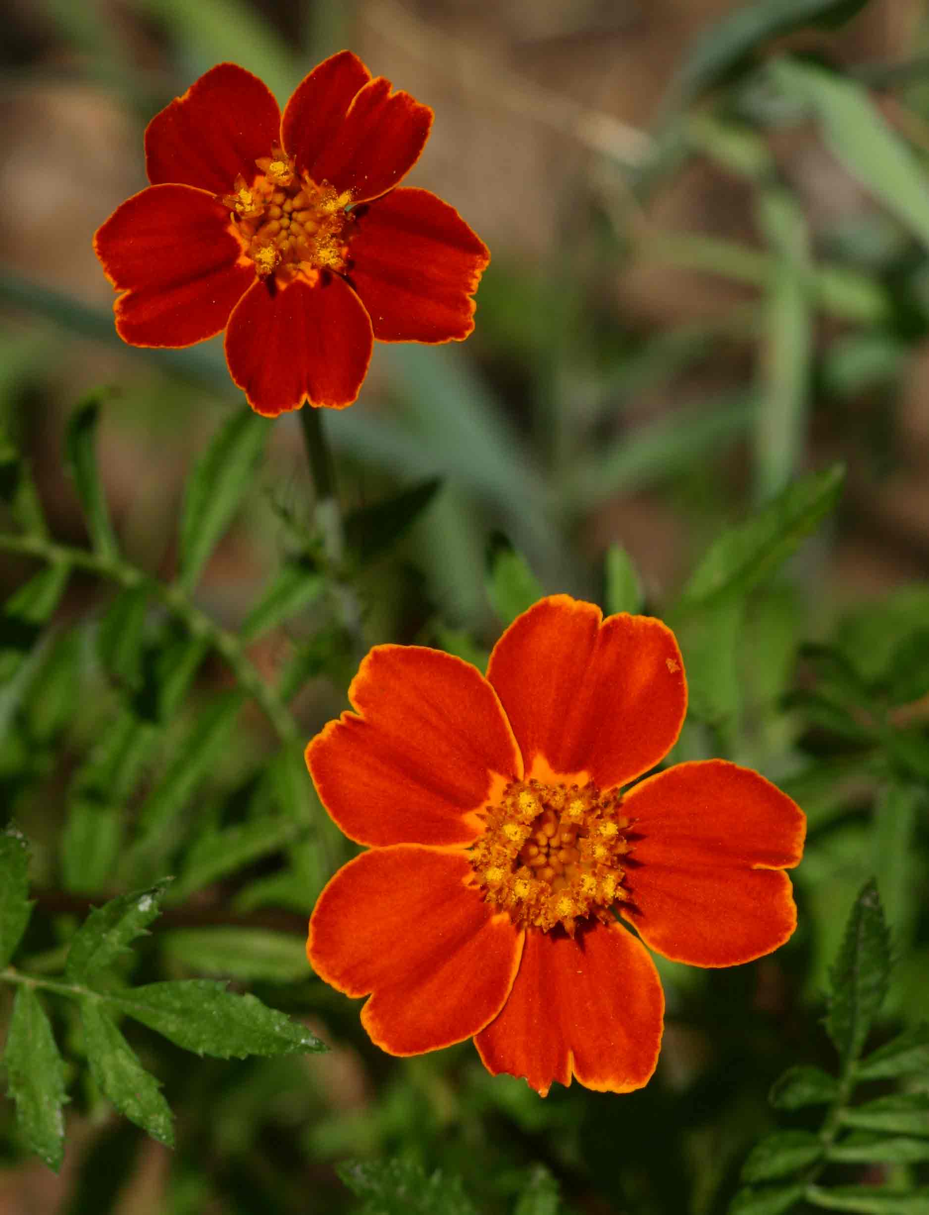 Tagetes patula
