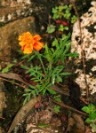 Tagetes patula